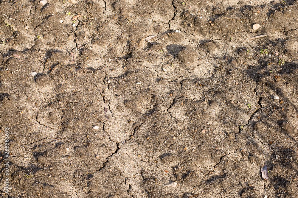 Dried ground covered with cracks, background