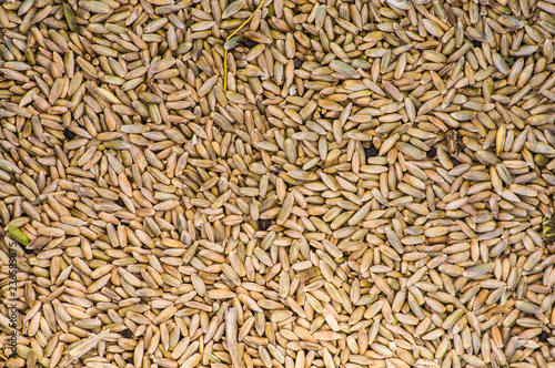 Cereal harvest, wheat grain texture