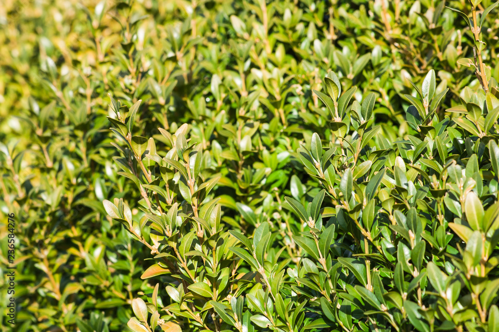 Boxwood in the garden, spring green plants for easter decoration Boxwood in the garden, spring green plants for easter decoration