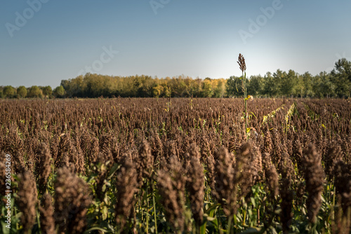 Champ de sorgho