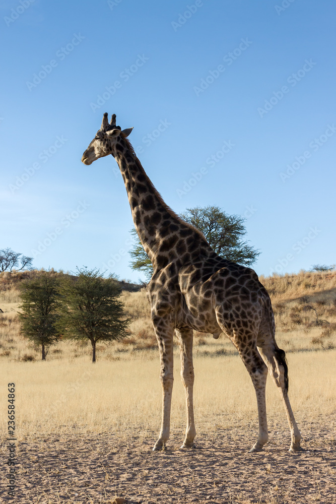 Obraz premium Giraffe