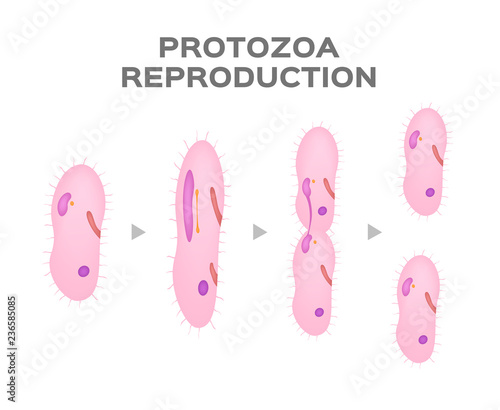 Reproduction of Protozoa / asexual cell / vector