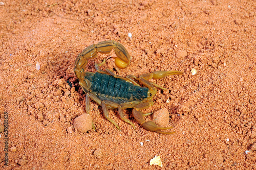 afrikanischer Skorpion (Hottentotta polystictus) - african scorpion photo