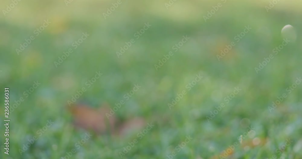 Slow motion pan of green grass with fallen leaves in the morning Slow motion pan of green grass with fallen leaves in the morning