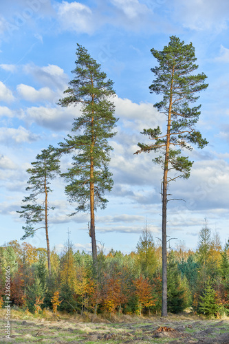 Autumn pine trees in forest. Beautiful nature park landscape. 
