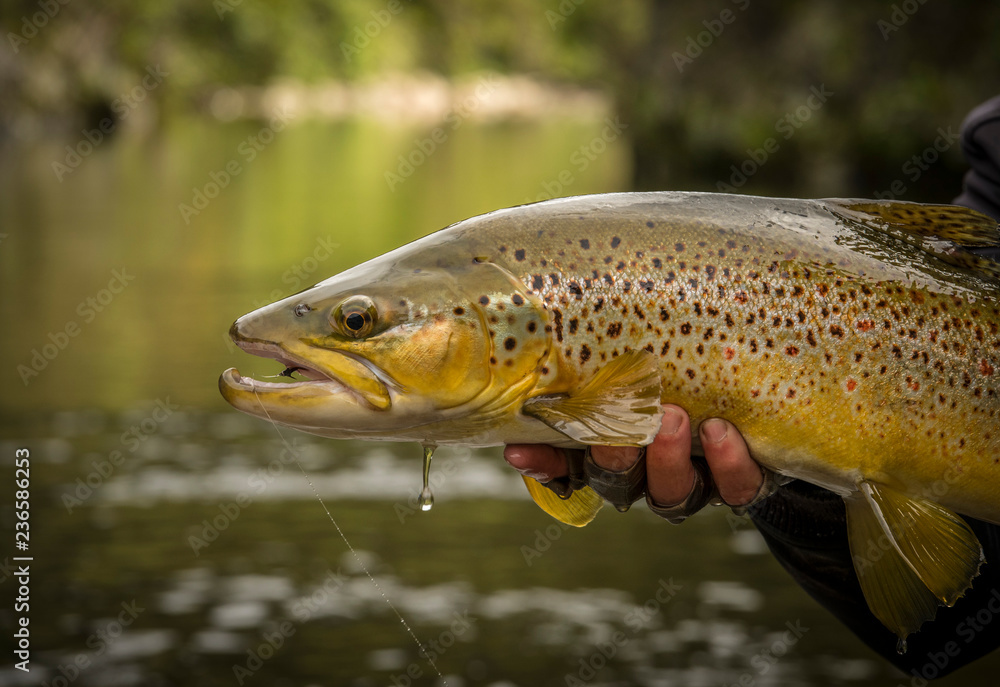 Trout being released back into the water Trout being released back into the water