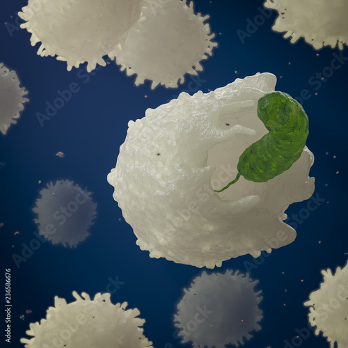 leukocyte phagocytosis bacteria