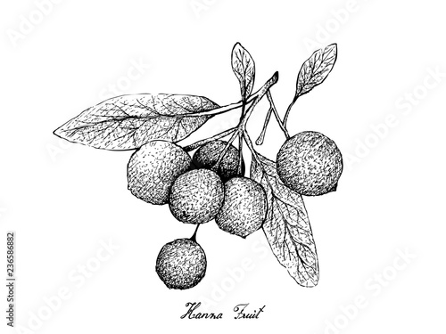 Tropical Fruit, Illustration of Hand Drawn Sketch Ripe and Sweet Hanza or Boscia Senegalensis Fruits Isolated on White Background