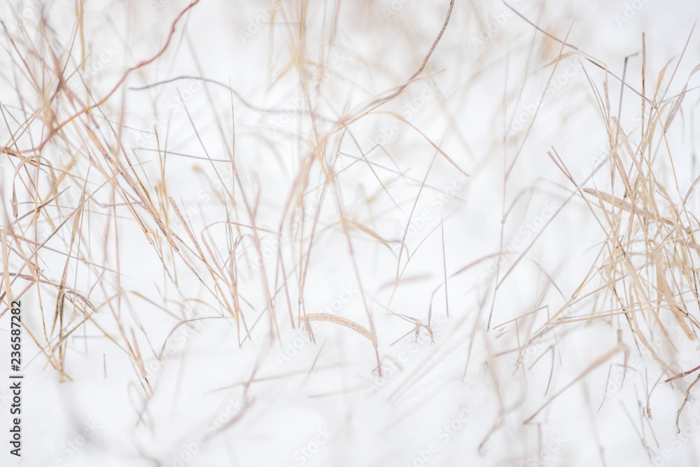 dry yellow grass in the garden covered by snow. dry yellow grass in the garden covered by snow.