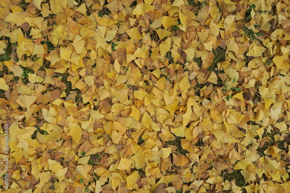 Ginkgo biloba in late autumn Ginkgo biloba in late autumn