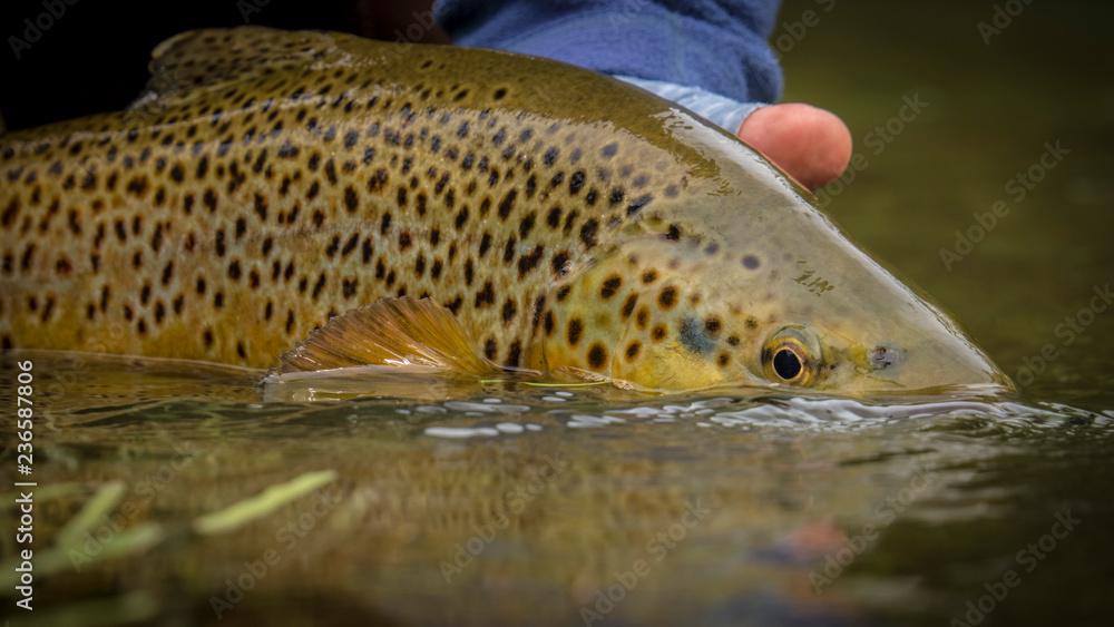 Trout being released back into the water Trout being released back into the water