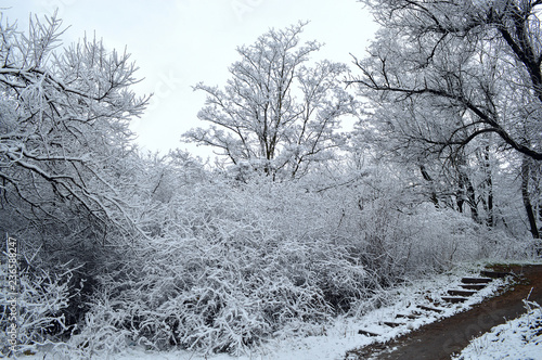 winter landscape