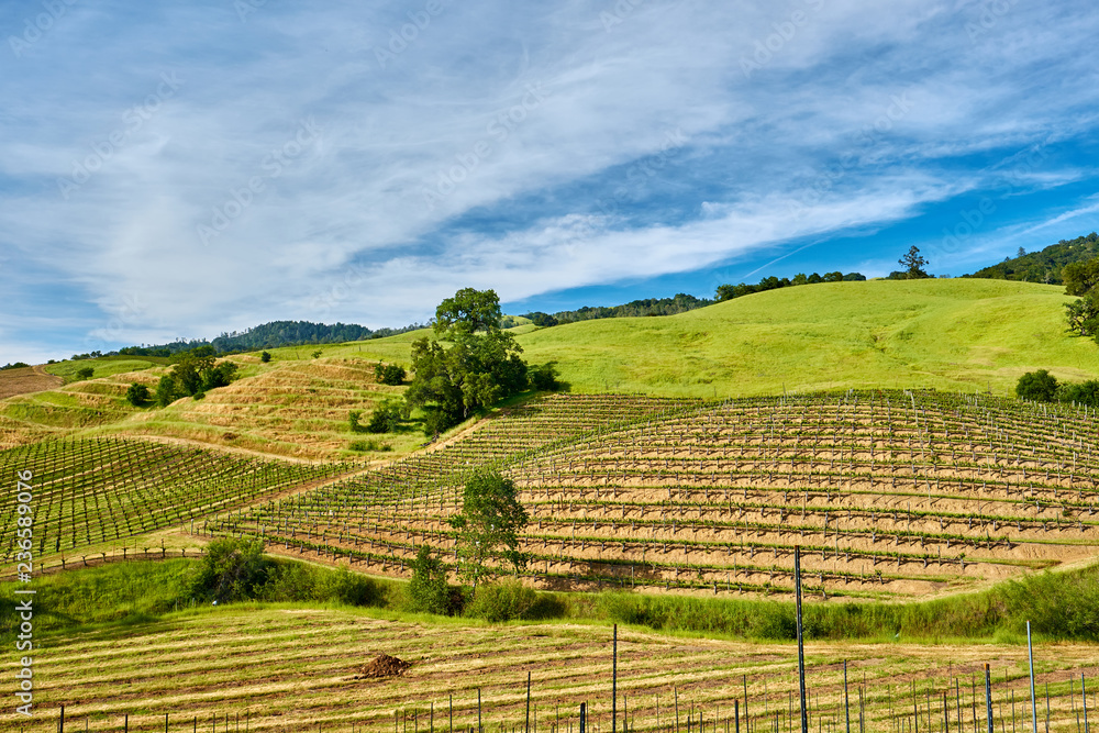 Vineyards in California, USA