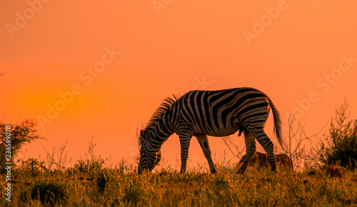 Male Burchell s zebra feeding on a ridge isolated against the dawn light in the African wilderness image with copy space in landscape format