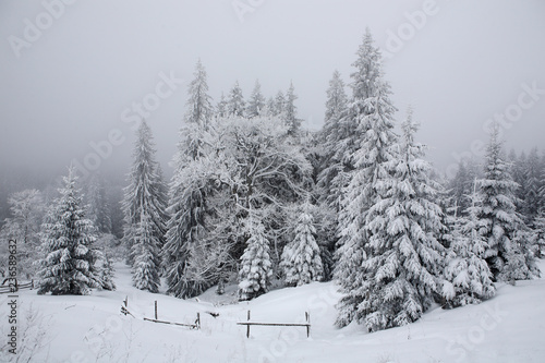 Spruce, covered with a thick layer of snow and frost in the mist. Winter, © Vitalfoto