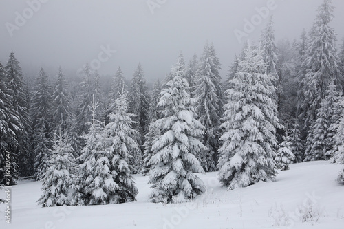 Spruce, covered with a thick layer of snow and frost in the mist. Winter, © Vitalfoto