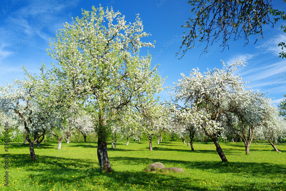 Beautiful old apple tree garden blossoming on sunny spring day. Beautiful old apple tree garden blossoming on sunny spring day.