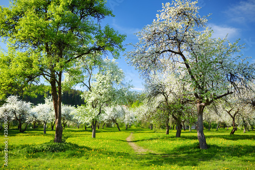 Fototapeta Naklejka Na Ścianę i Meble -  Beautiful old apple tree garden blossoming on sunny spring day.