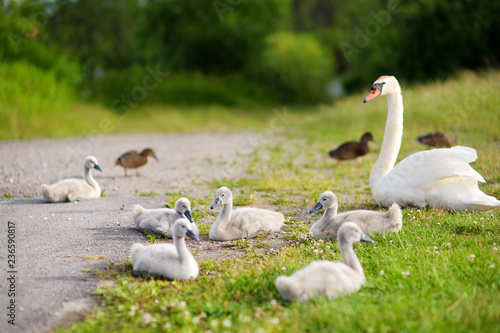 Fotografija Mother swan and her younglings resting on green grass