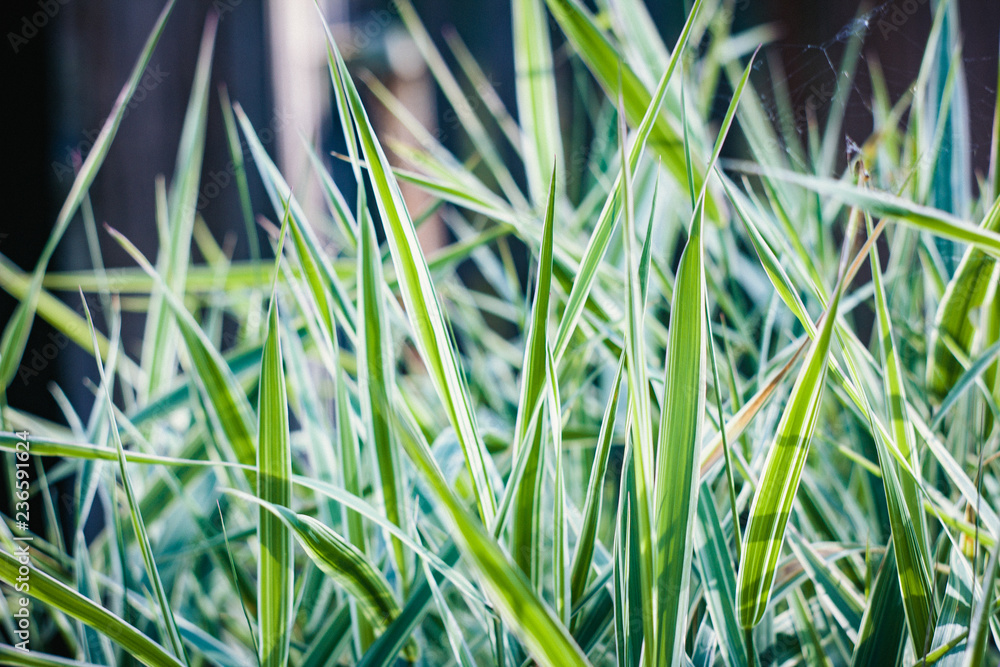 Obraz premium plant