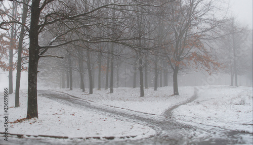 The first snow in the city park. Winter landscape. Foggy morning. Snowfall in a magical forest.
