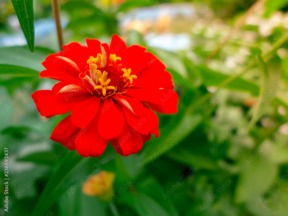 closeup red zinnia on nature background closeup red zinnia on nature background