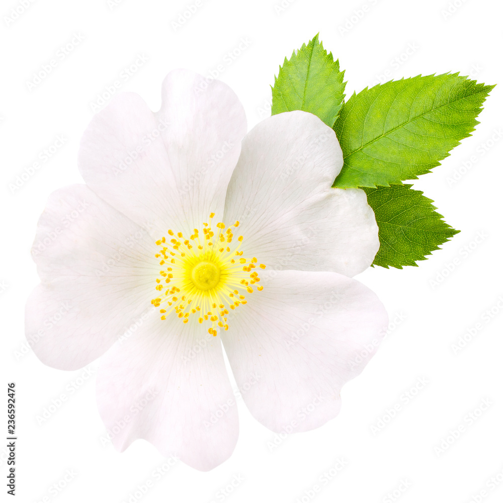 Fototapeta premium Rosehip flower isolated on white background close up