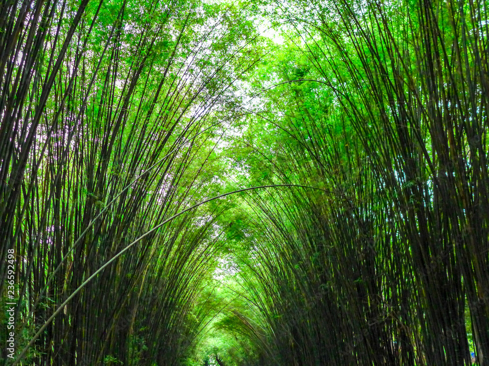 bamboo trees in the forest against the sunlight, up-risen angle photography bamboo trees in the forest against the sunlight, up-risen angle photography