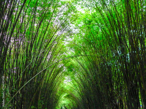 bamboo trees in the forest against the sunlight  up-risen angle photography