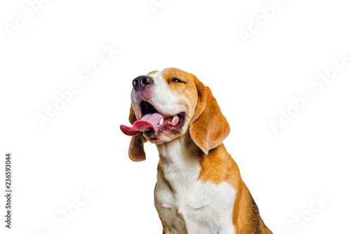 Canvas Print beautiful beagle dog isolated on white