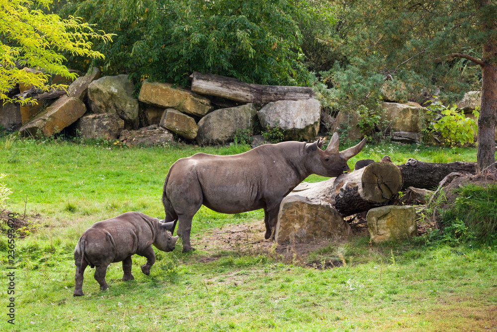 A rhino female and her little baby are grazing surrounded by grass and trees. (Rhinocerotidae). A rhino female and her little baby are grazing surrounded by grass and trees. (Rhinocerotidae).