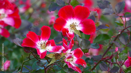 Pretty Red/Magenta Flowers