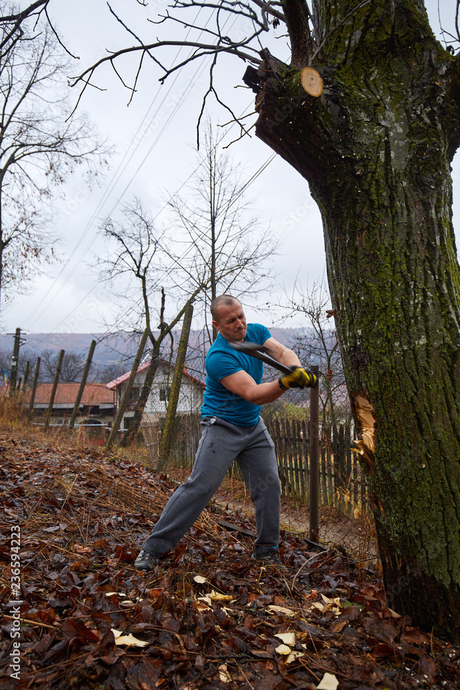 Naklejka premium Lumberjack felling a big tree