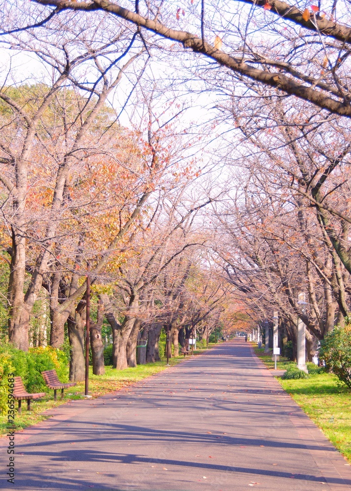 秋の公園