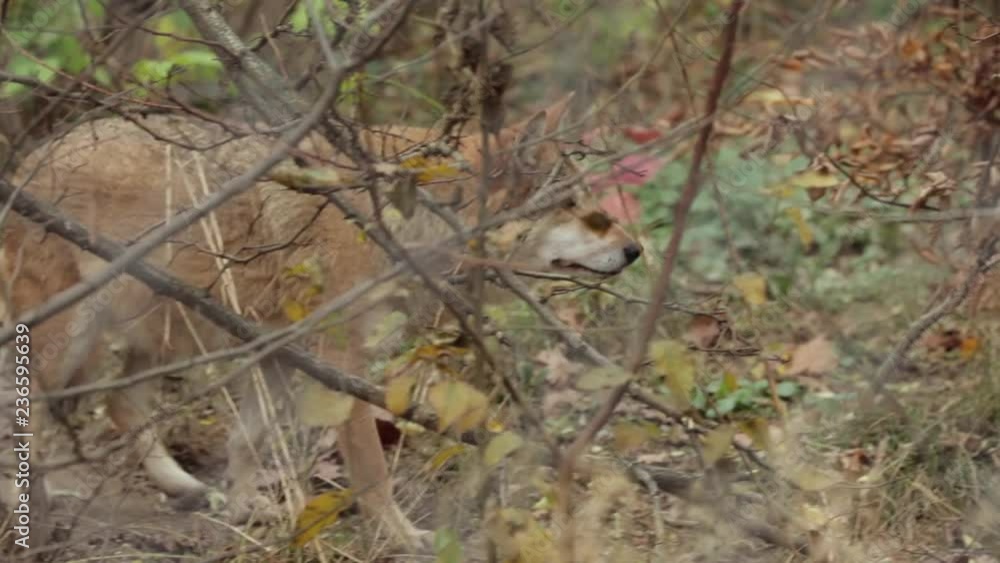 the gray wolf runs along the woods the gray wolf runs along the woods