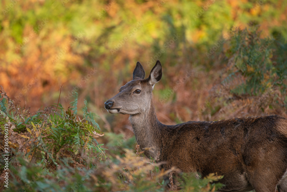 Stunning portrait of red deer hind in colorful Autumn forest landscape