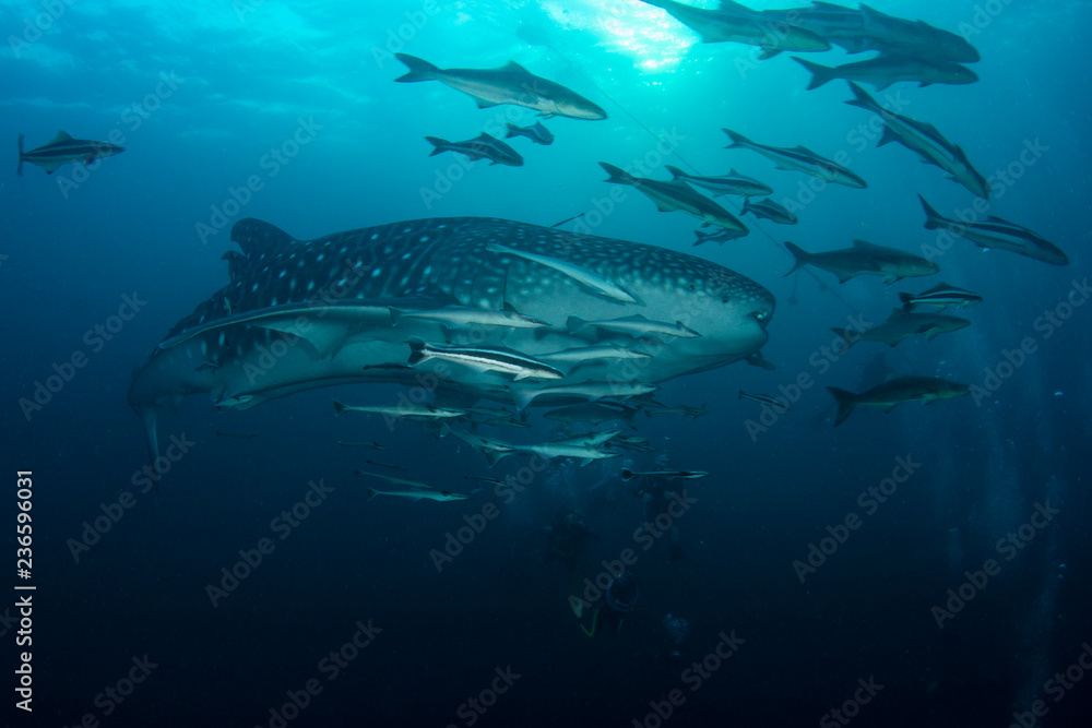 Fototapeta premium Scuba diving with Whale Shark 