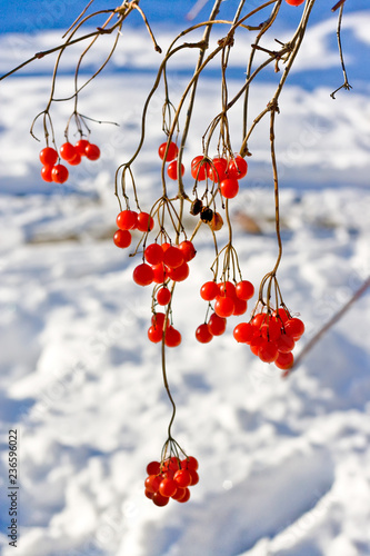 Red berries of viburnum grow on a bush on backroung of white snow photo