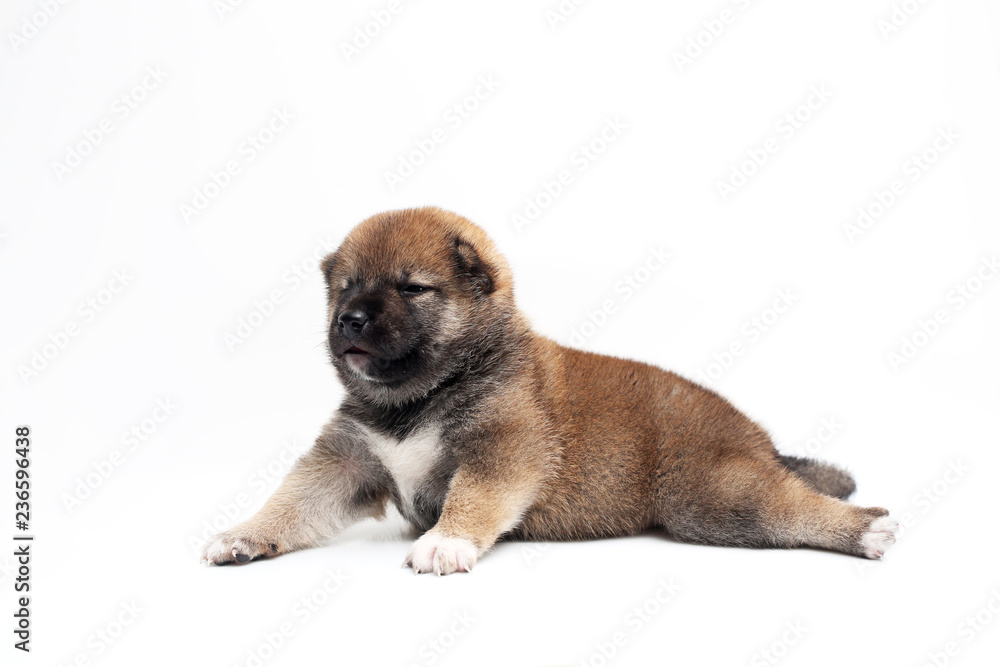 Close-up of a Newborn Shiba Inu puppy. Japanese Shiba Inu dog. Beautiful shiba inu puppy color brown. 18 day old. Puppy on white background.