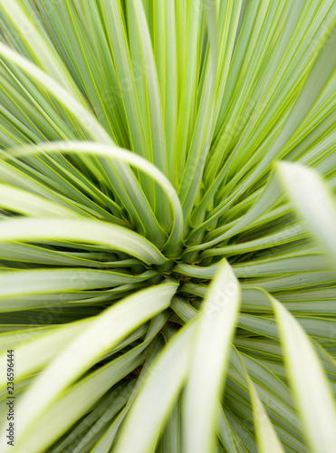 Succulent Yucca plant close-up  thorn and detail on leaves of Narrowleaf Yucca