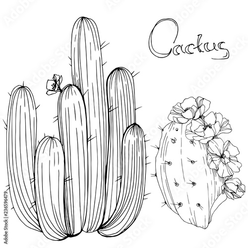 Vector Cactus. Floral botanical flower. Black and white engraved ink art. Isolated cacti illustration element.