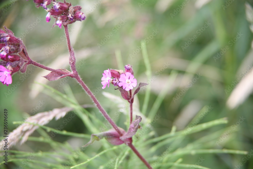 Fototapeta premium pink flower