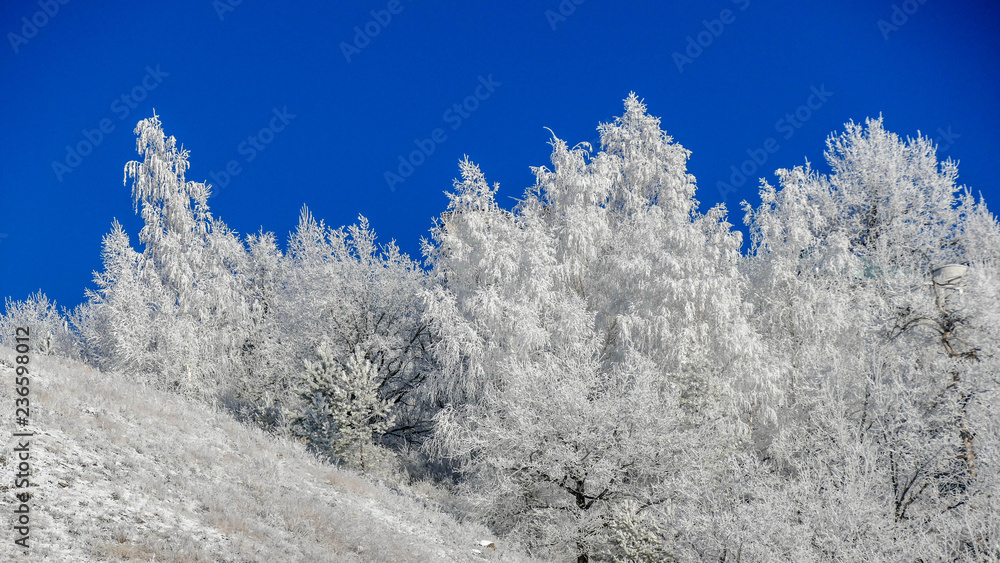 Trees with snow in winter park Trees with snow in winter park