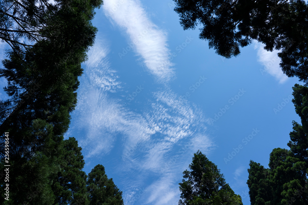 初夏の森と青空 初夏の森と青空
