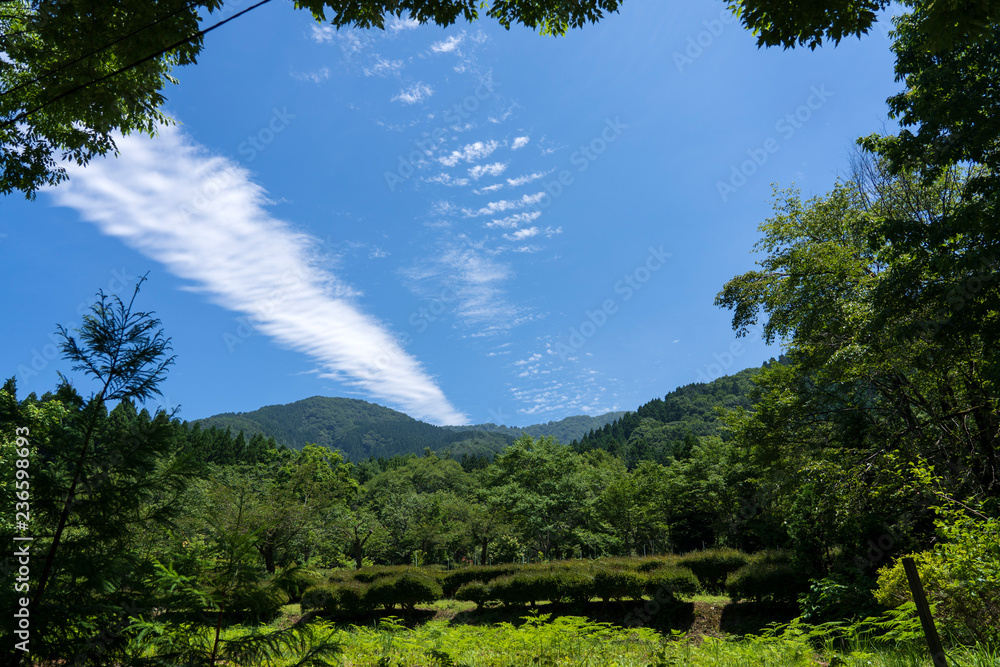 Obraz premium 初夏の森と青空