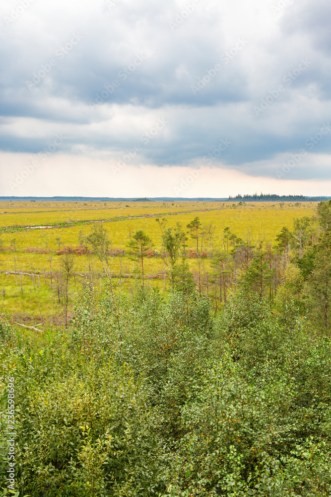 Fototapeta premium Forest at a bog with storm clouds in the sky