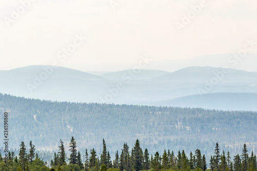 Rolling forest landscape view with mist