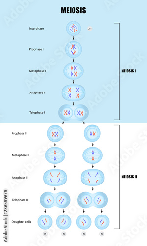 Meiosis diagram photo