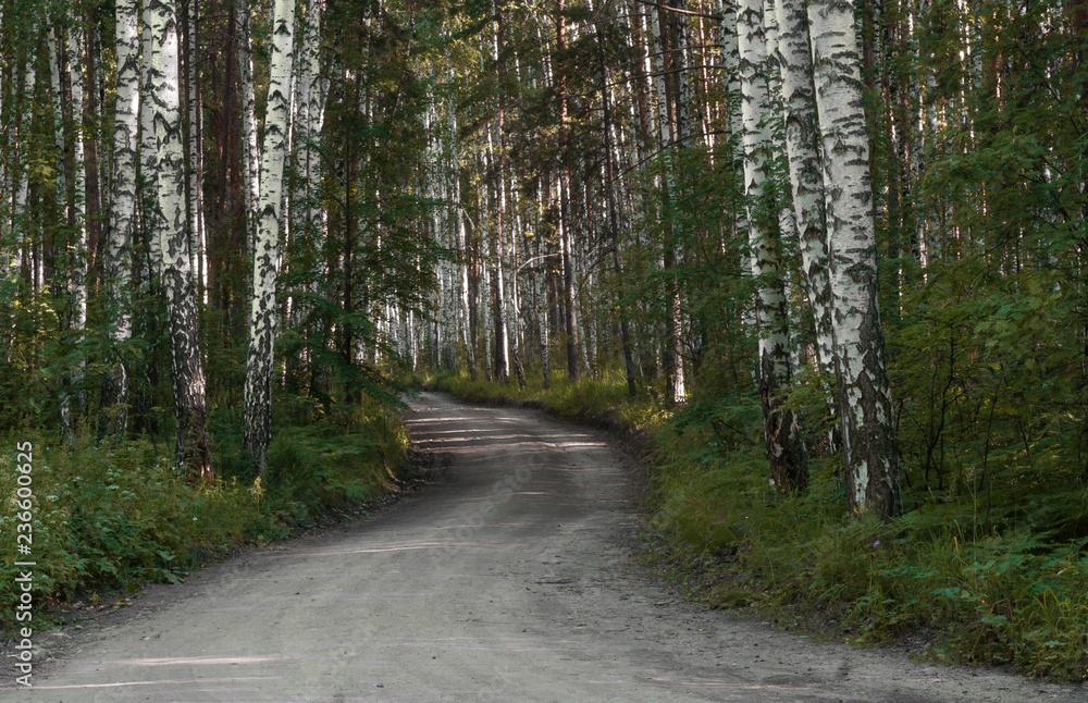 Naklejka premium road in the forest