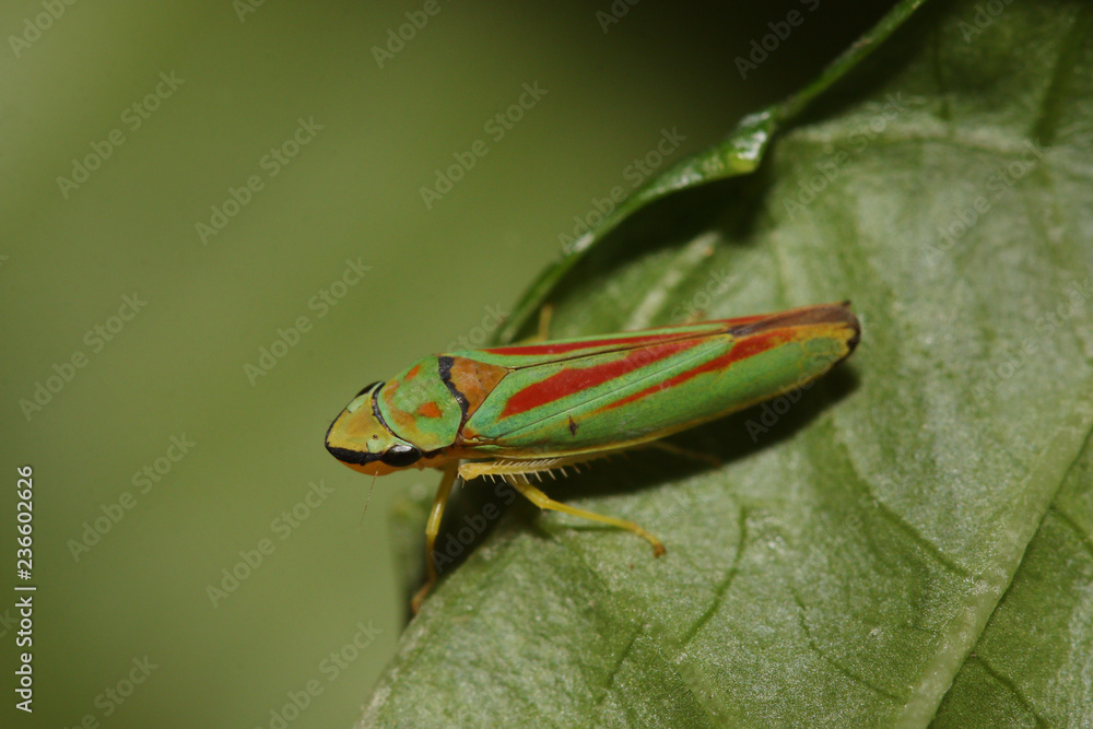 Rhododendron leafhopper sitting on a leaf. A close up horizontal picture of colorful invasive garden pest species, native to America and occurring in European gardens. Rhododendron leafhopper sitting on a leaf. A close up horizontal picture of colorful invasive garden pest species, native to America and occurring in European gardens.